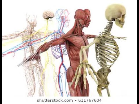 anatomia y fisiologia humana implicada en la actividad fisica