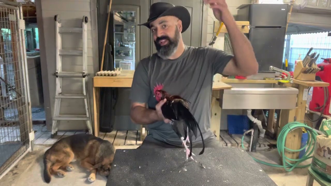 como evitar que un gallo cante