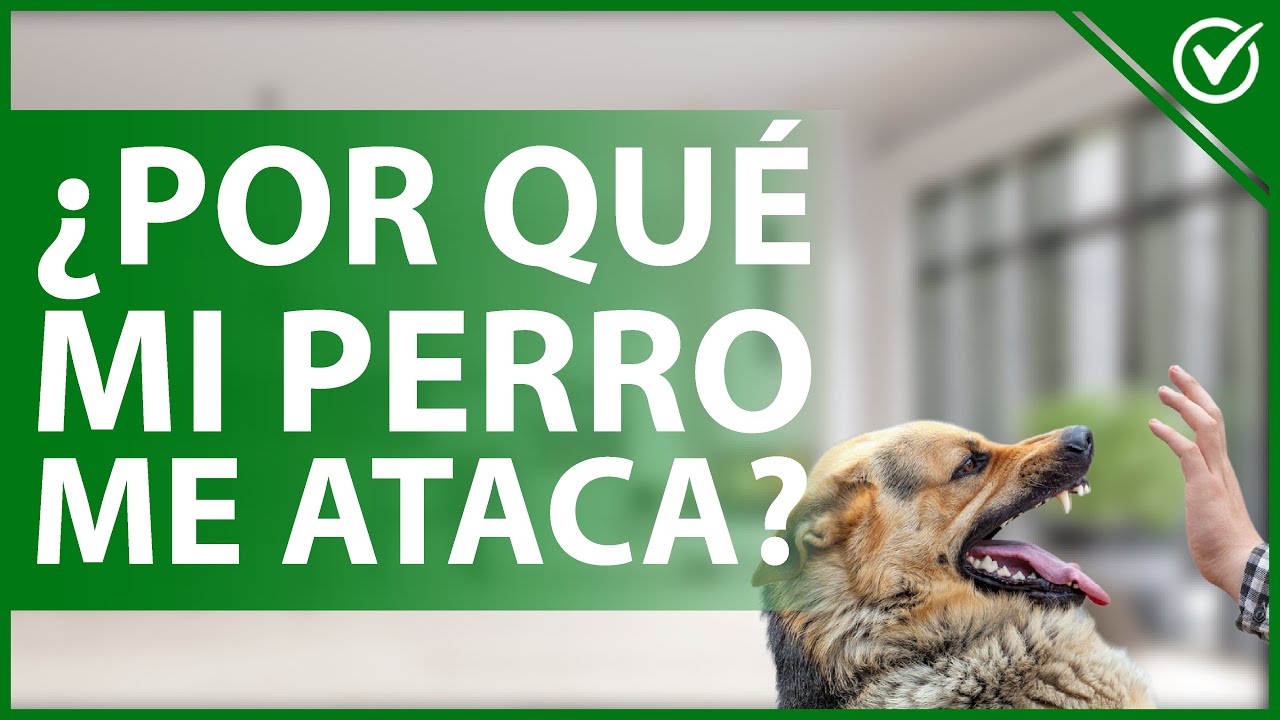 mi perro me ataca sin razón