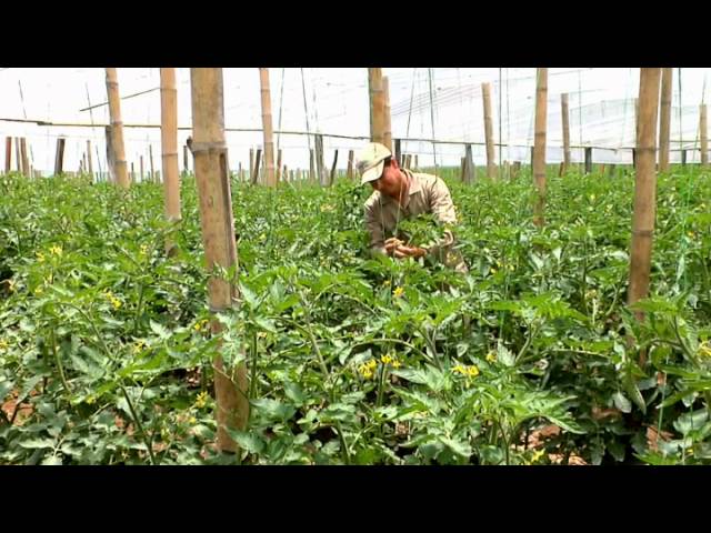 persona encargada del riego de los campos