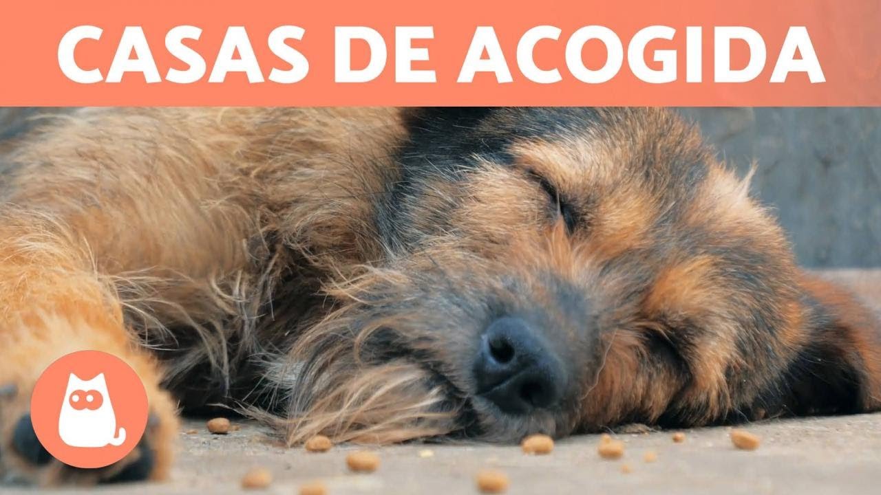 requisitos para ser casa de acogida perros