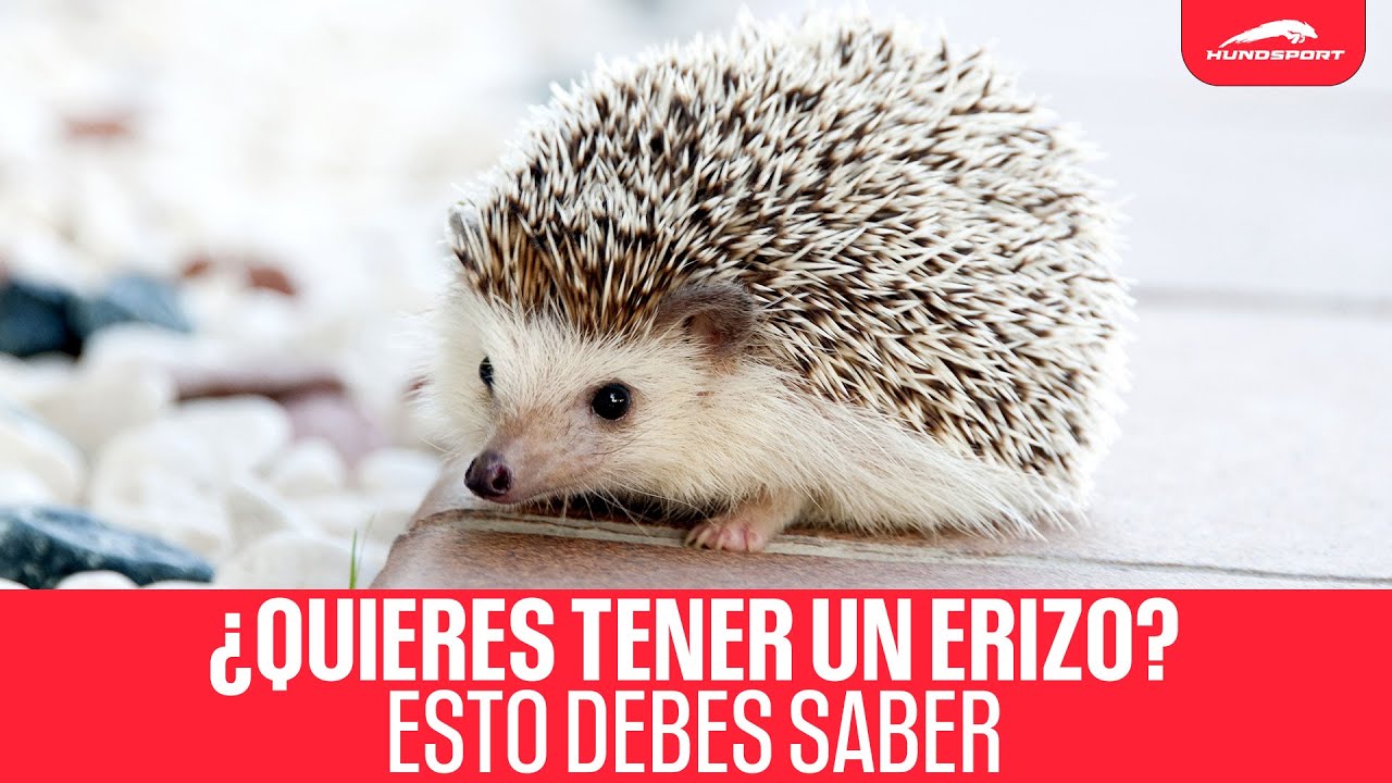 es legal tener un erizo en españa