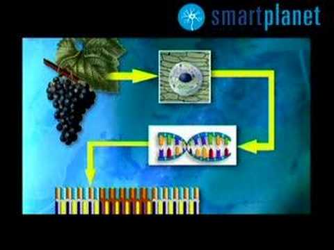 tecnico que controla la elaboracion del vino