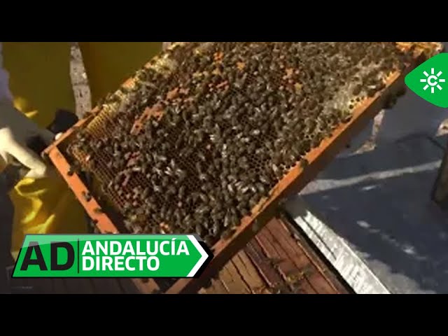 venta de enjambres de abejas en andalucía
