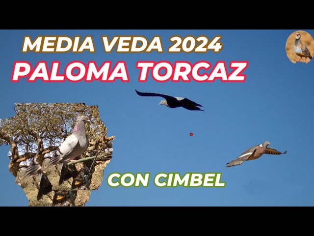 cuando empieza la media veda en andalucia