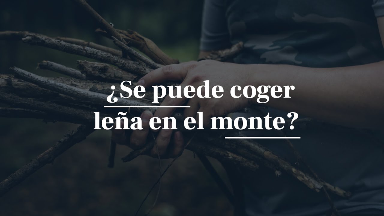 se pueden recoger piñas del suelo