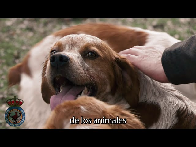 transporte de perros de caza normativa