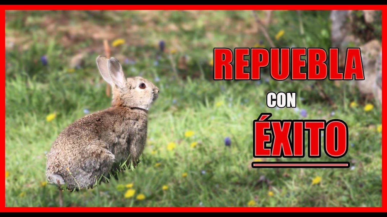 venta de conejos de monte para repoblar