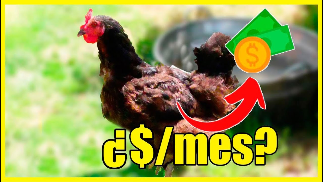 cuantas gallinas se pueden tener para autoconsumo
