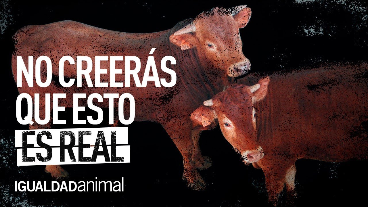 dividir en piezas la carne de un animal muerto