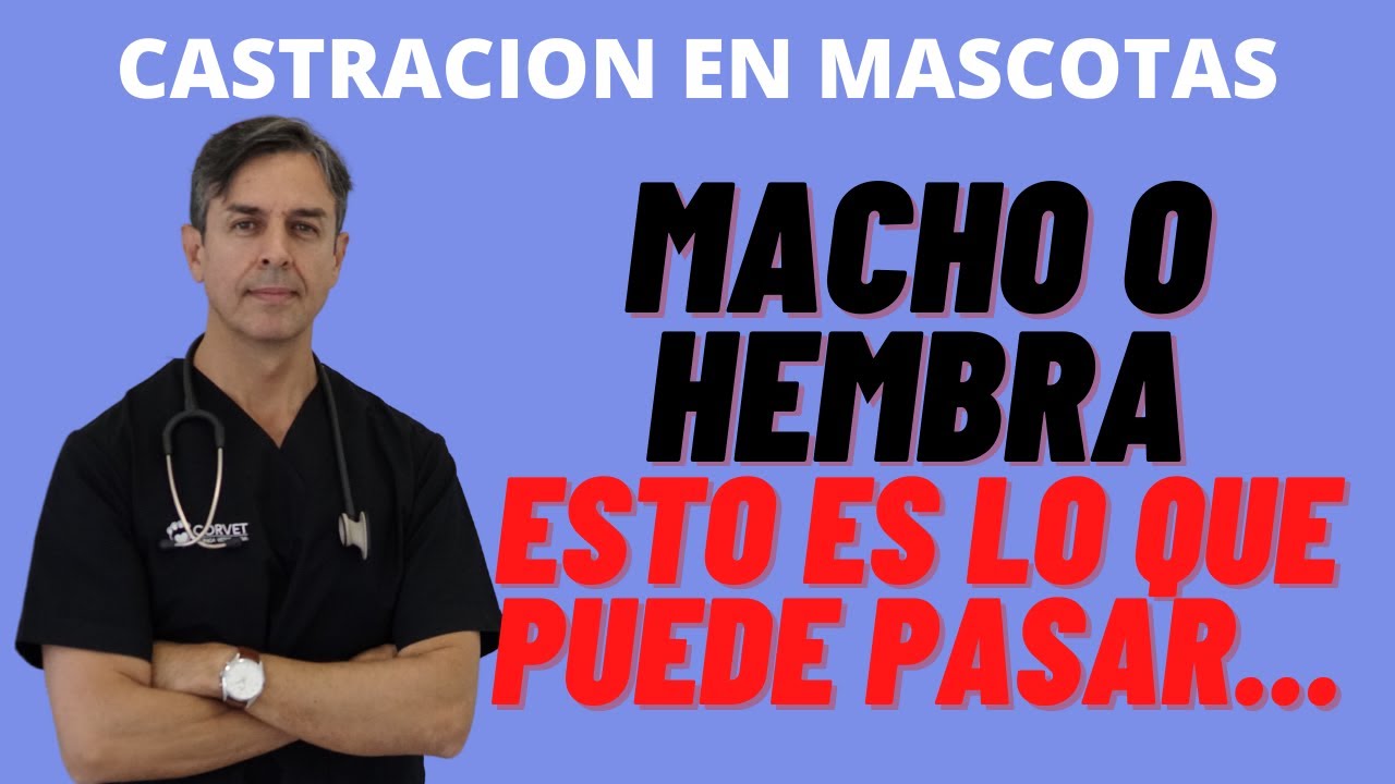 es obligatorio castrar a un perro adoptado