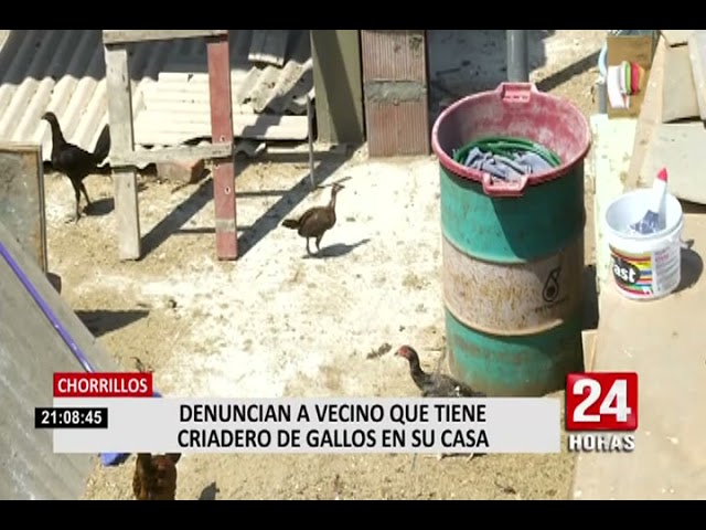 mi vecino tiene un gallo que hago