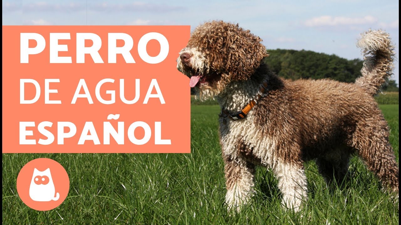 perros de agua en adopcion cantabria