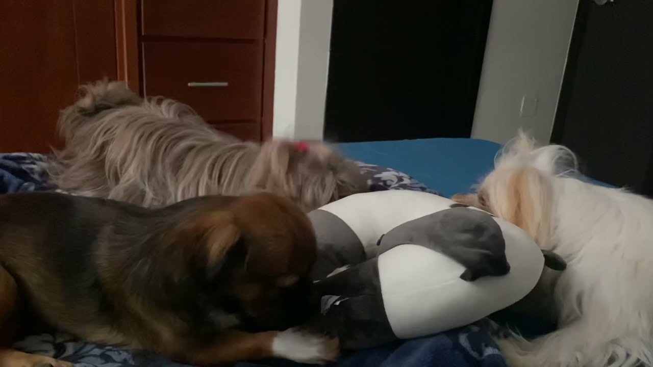 cuantos perros se pueden tener en un piso