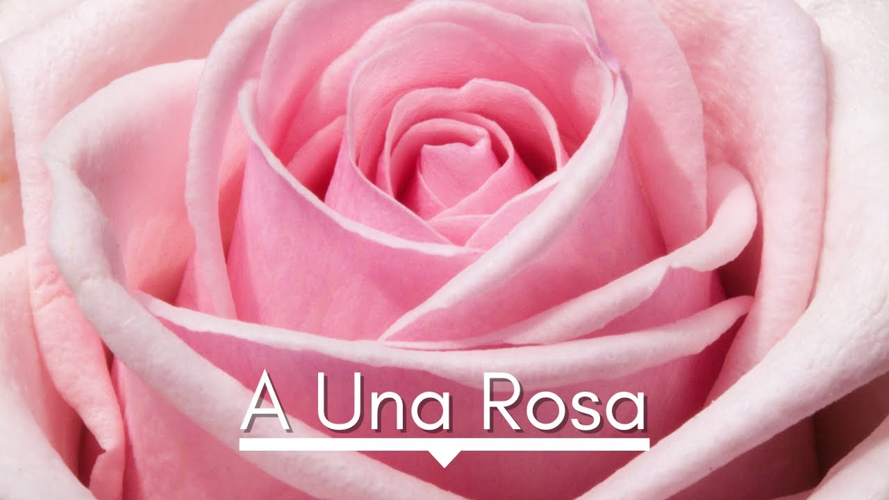 poemas de sor juana ines dela cruz a una rosa