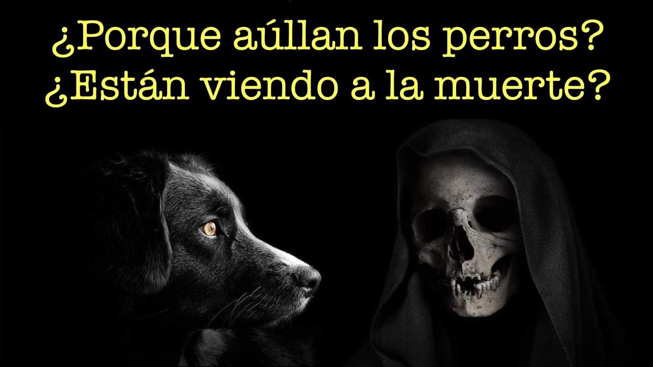 que significa cuando ladran los perros en la noche