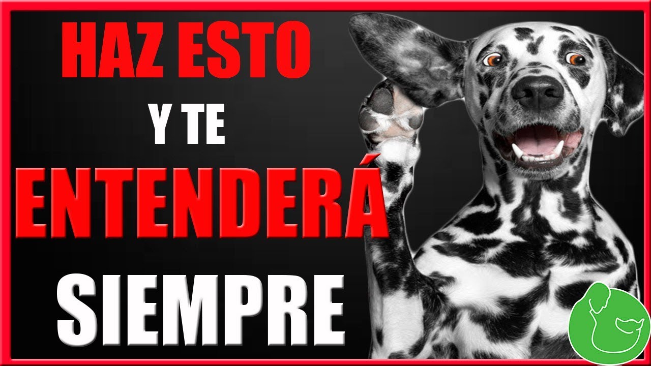 como entender la mente de un perro y que obedezca