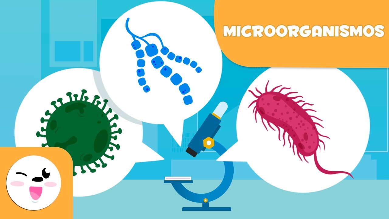 cómo se clasifican los hongos y las bacterias
