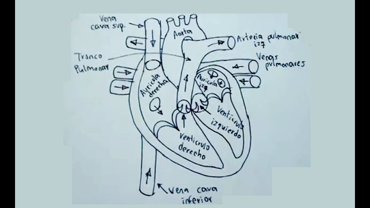 como se dibuja el corazon del cuerpo humano