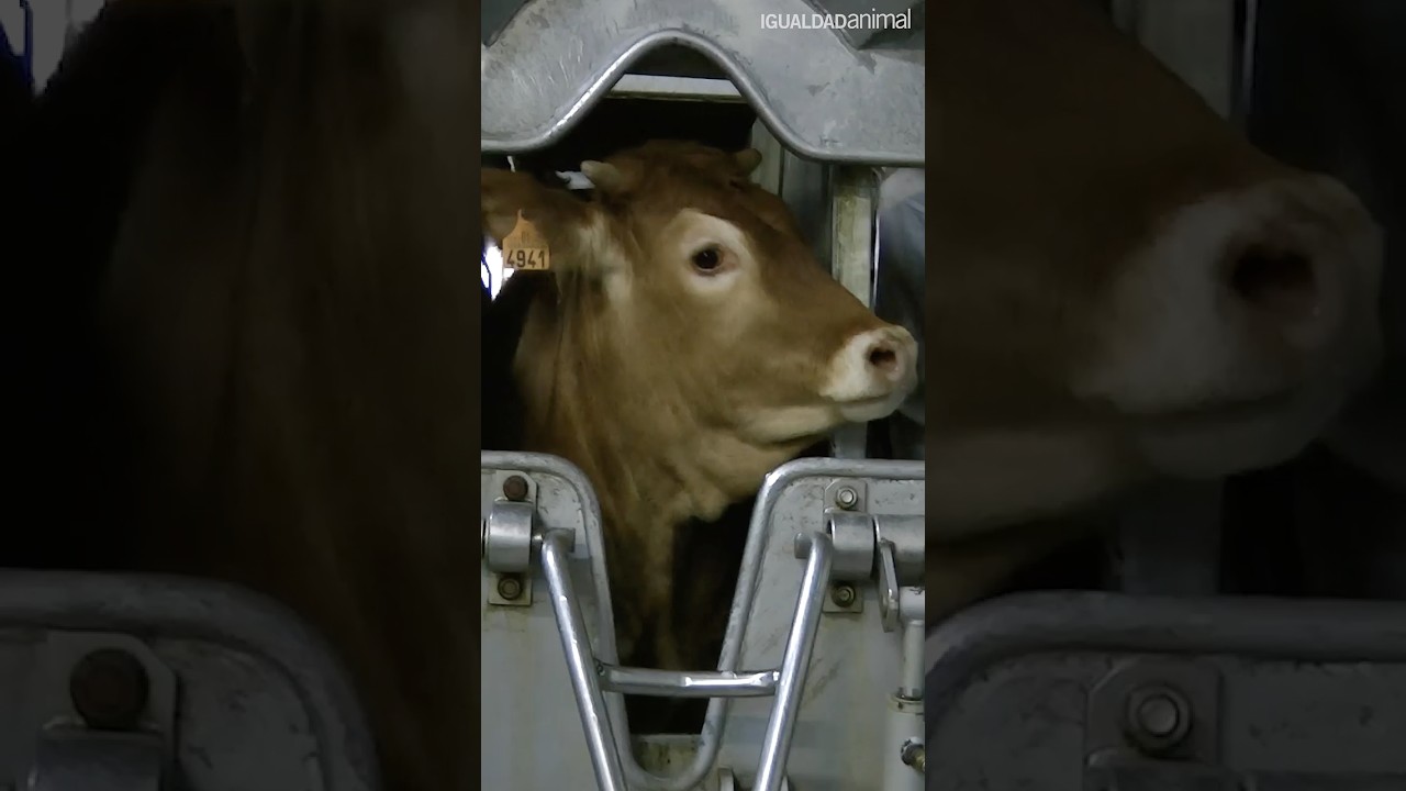 cuantos animales mueren al año por el maltrato animal