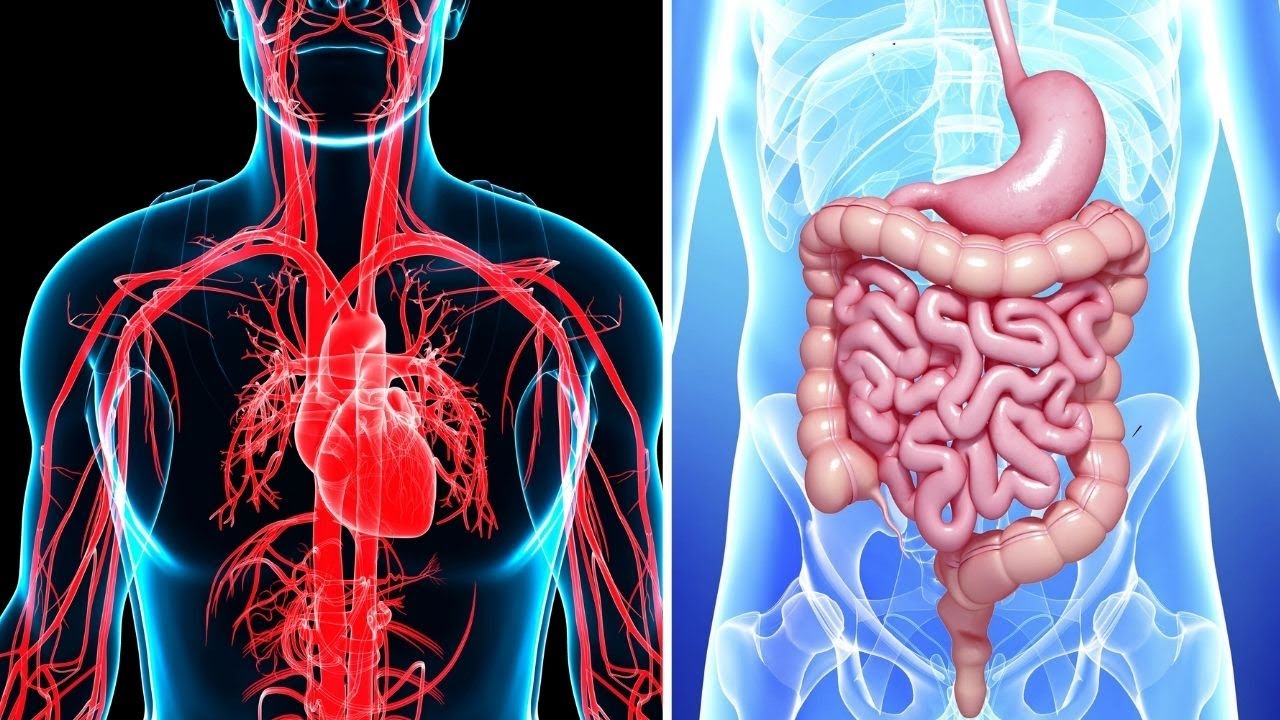 diferencia entre aparato y sistema del cuerpo humano