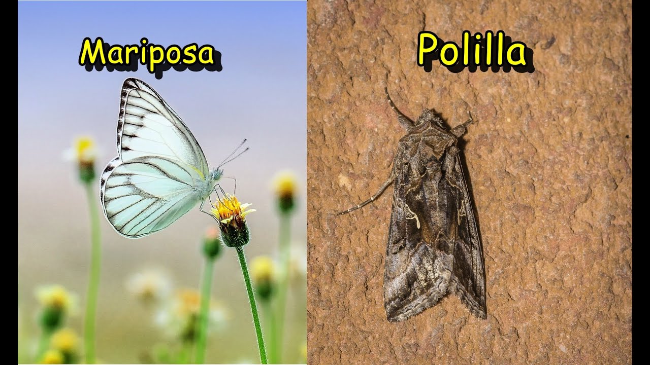 es considerada la mariposa nocturna más grande del mundo