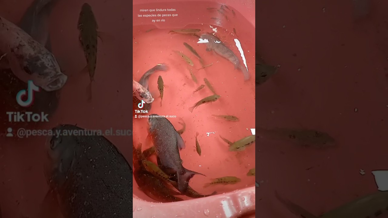 lista de peces de agua dulce del ecuador