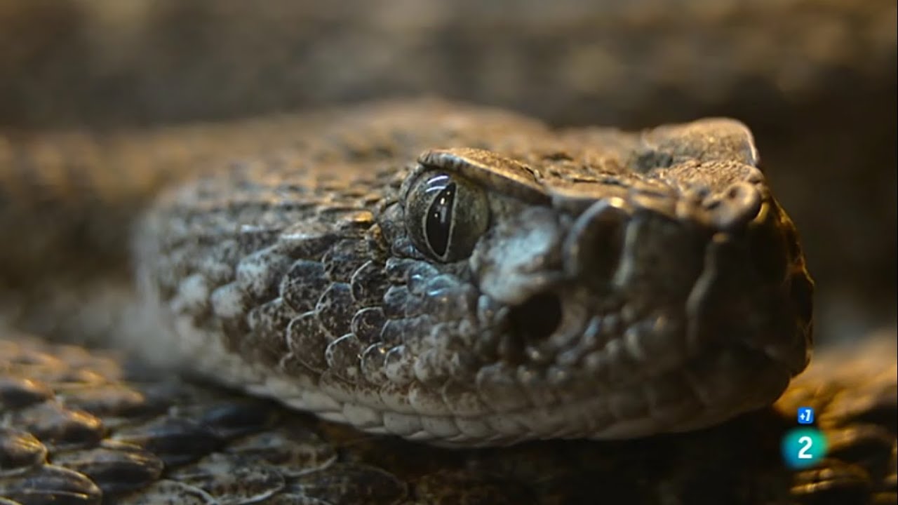 los 10 animales mas venenosos del mundo national geographic