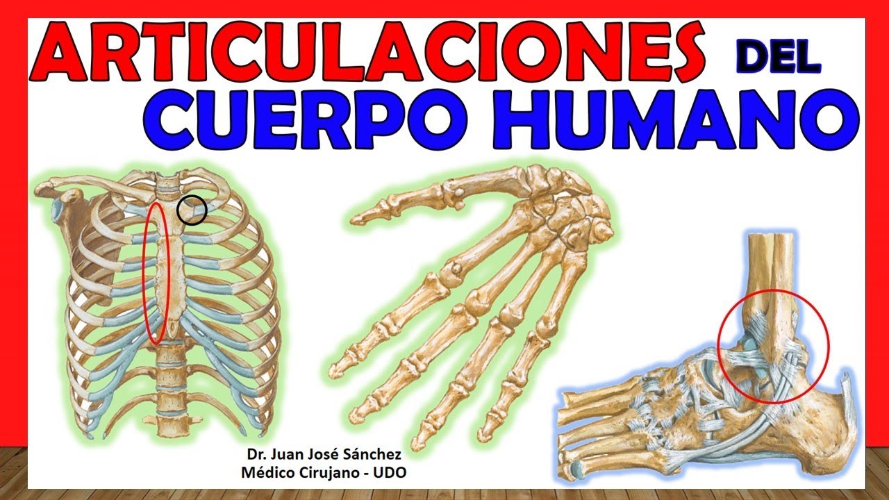nombre de las 360 articulaciones del cuerpo humano