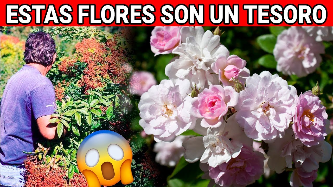 para que sirve el te de 7 flores