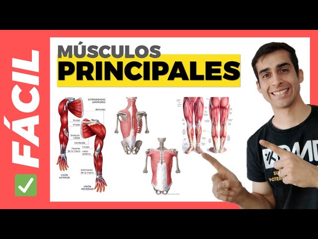 principales musculos del cuerpo humano y su ubicacion