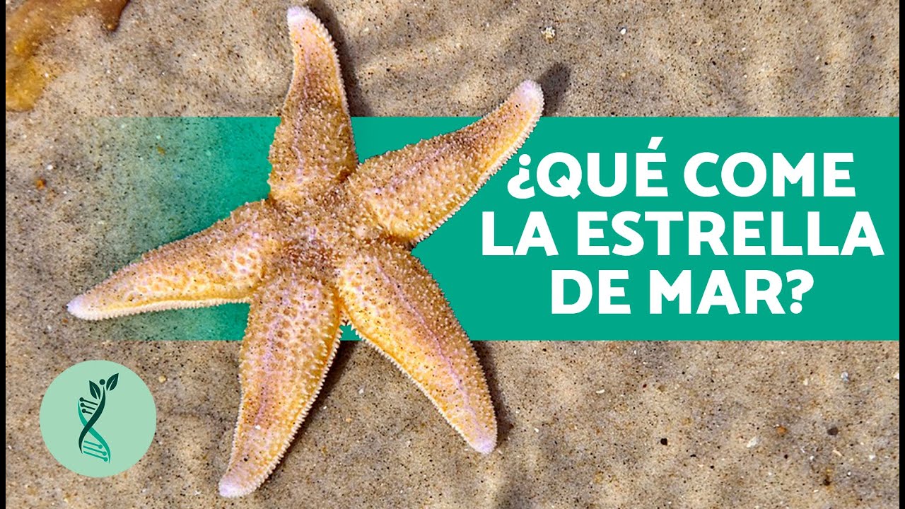 que significa tener una estrella de mar en la casa