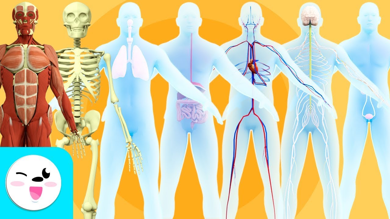 sistemas del cuerpo humano para niños de tercer grado