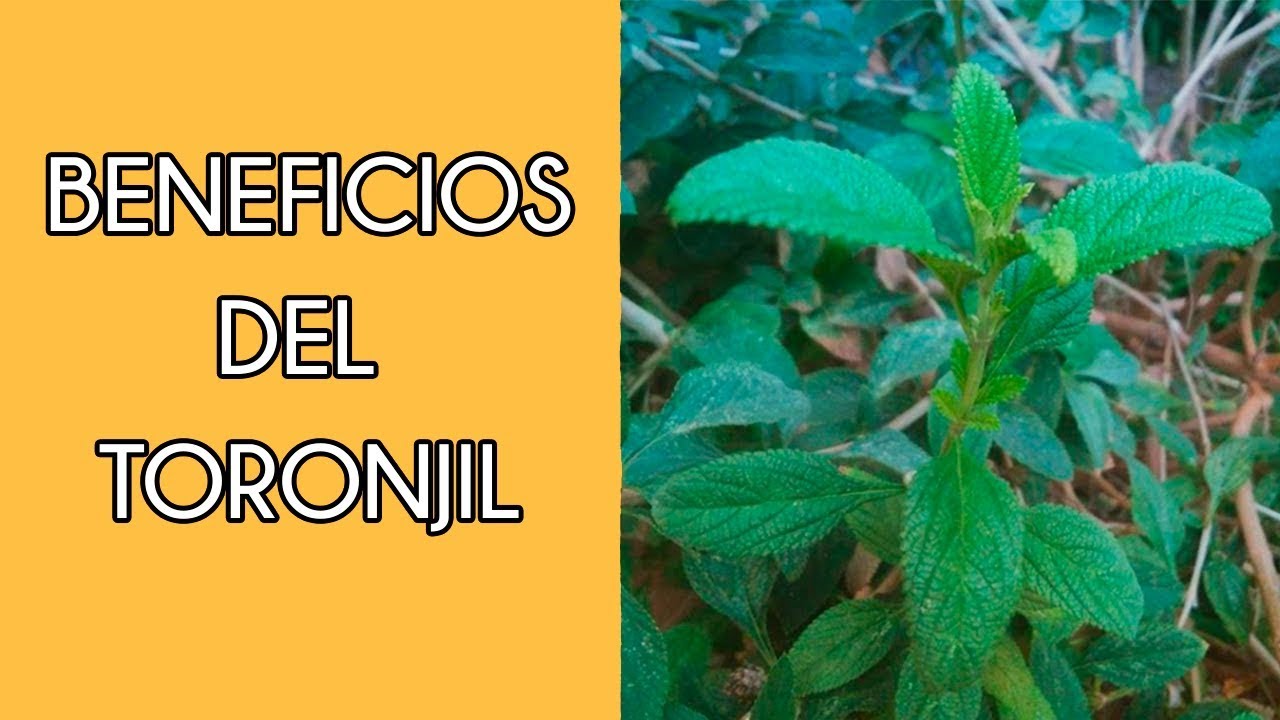 te de curcuma y toronjil para que sirve