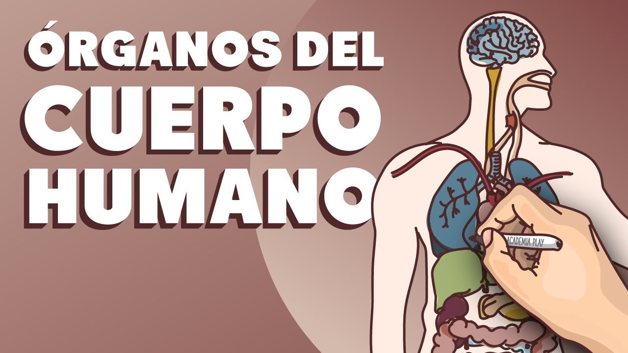 cual es el organo mas importante del cuerpo humano