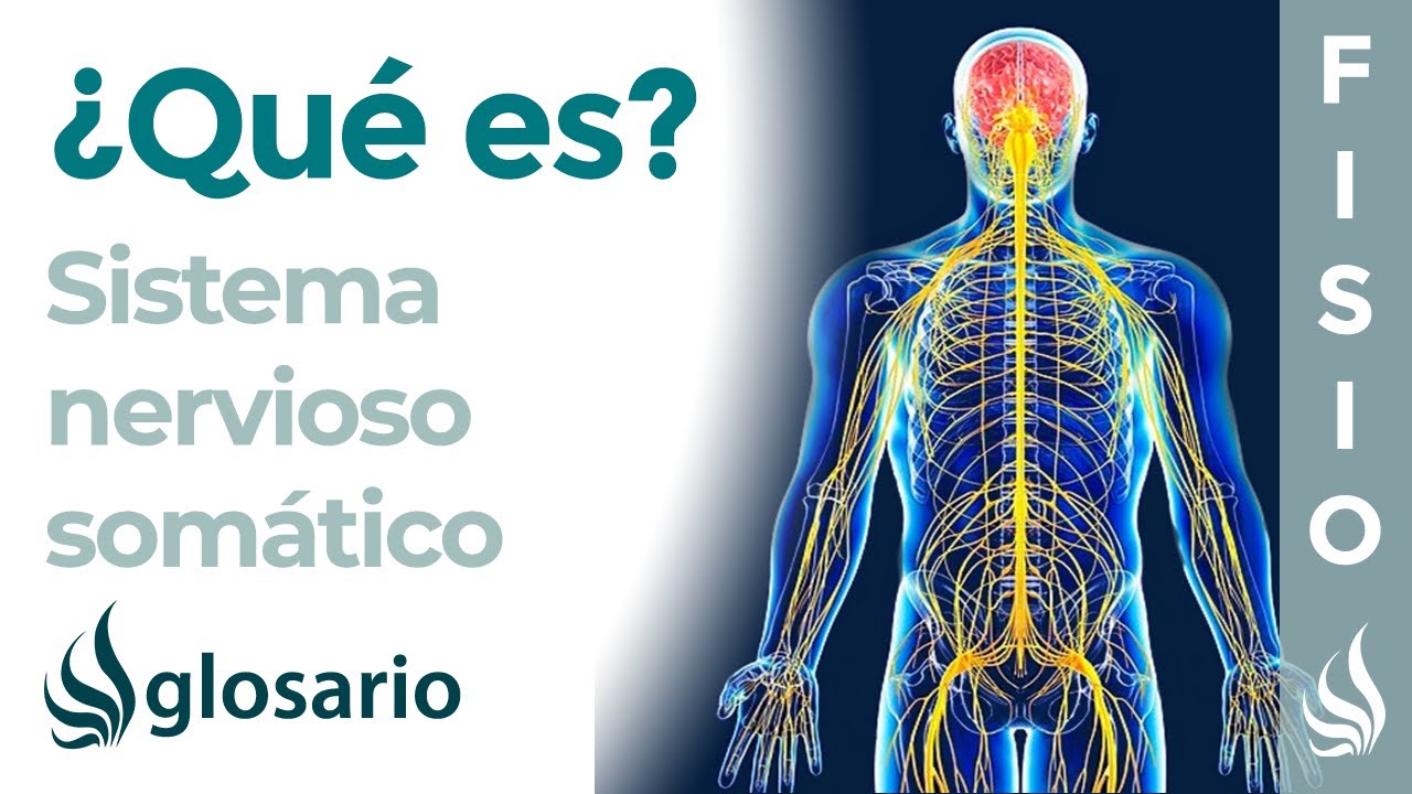 cual es la funcion del sistema nervioso somatico