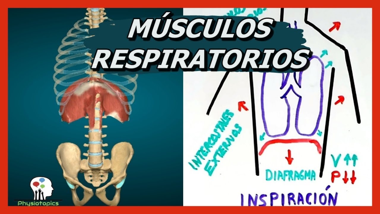 cuáles son los musculos respiratorios principales y accesorios