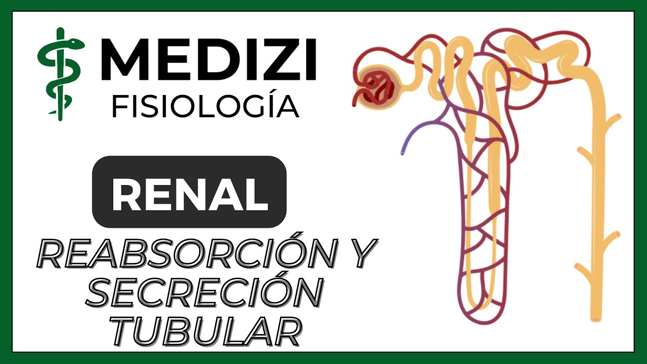 filtracion reabsorcion secrecion y excrecion de la orina