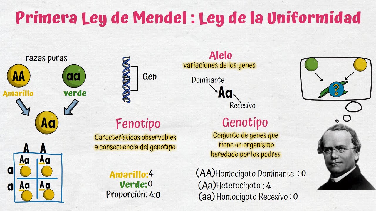 gregor mendel estudio las bases de la herencia