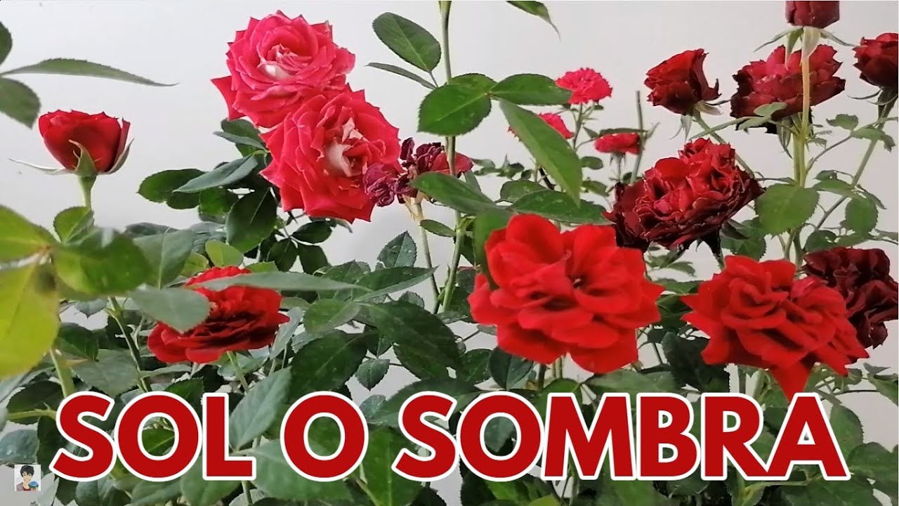 las mini rosas son de sol o sombra