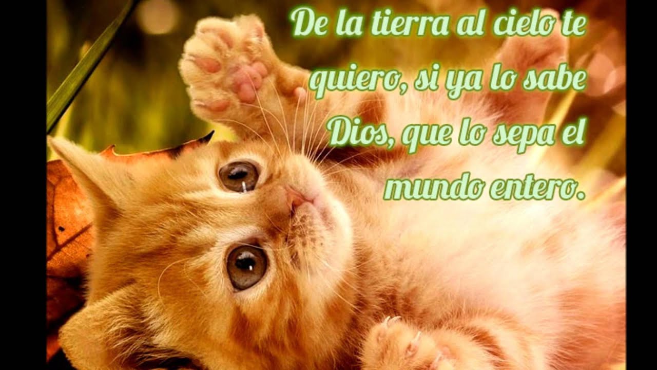 solo quiero que sepas que me importas mucho