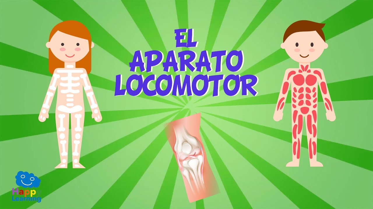 como se relaciona el aparato locomotor con todo tu cuerpo
