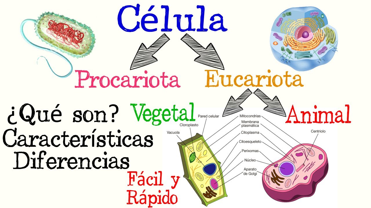 cuadro comparativo de la célula eucariota y procariota