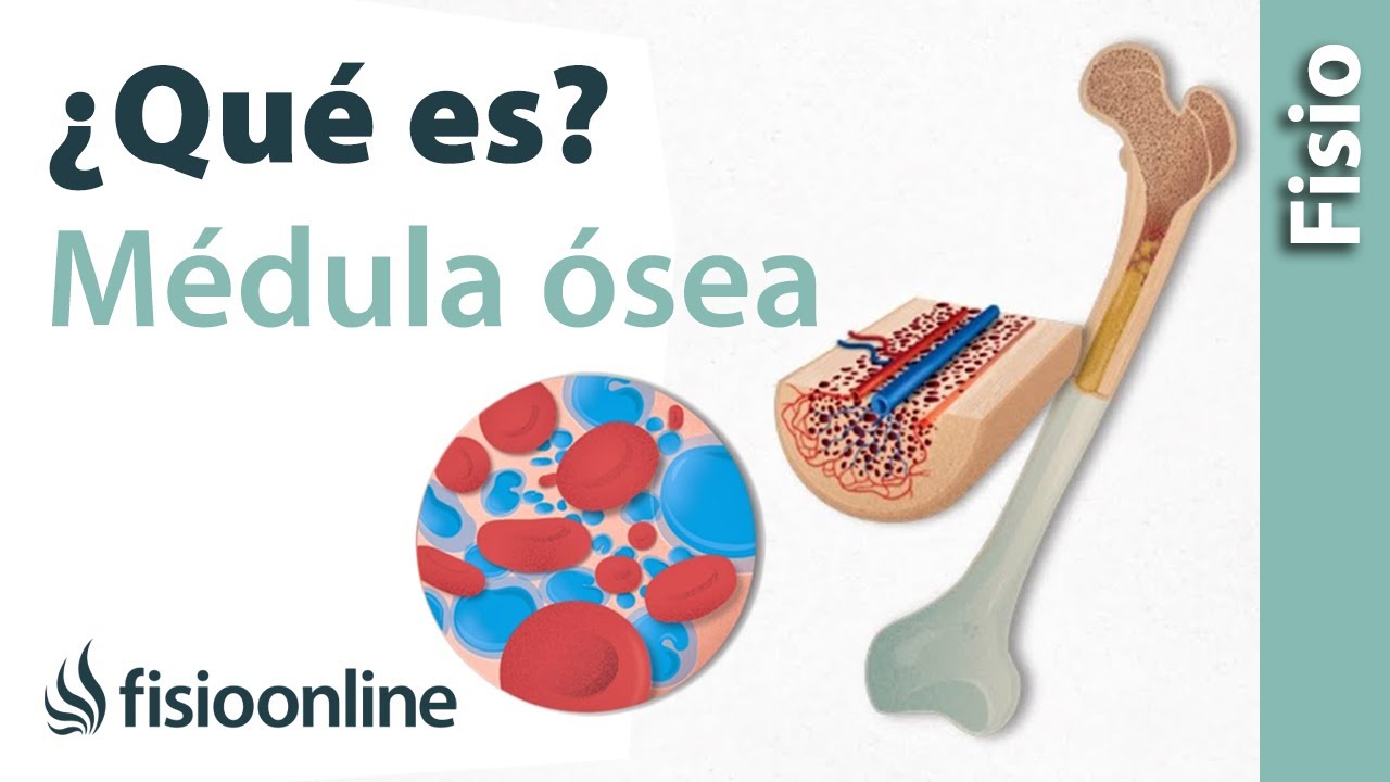 cual es la funcion de la medula osea