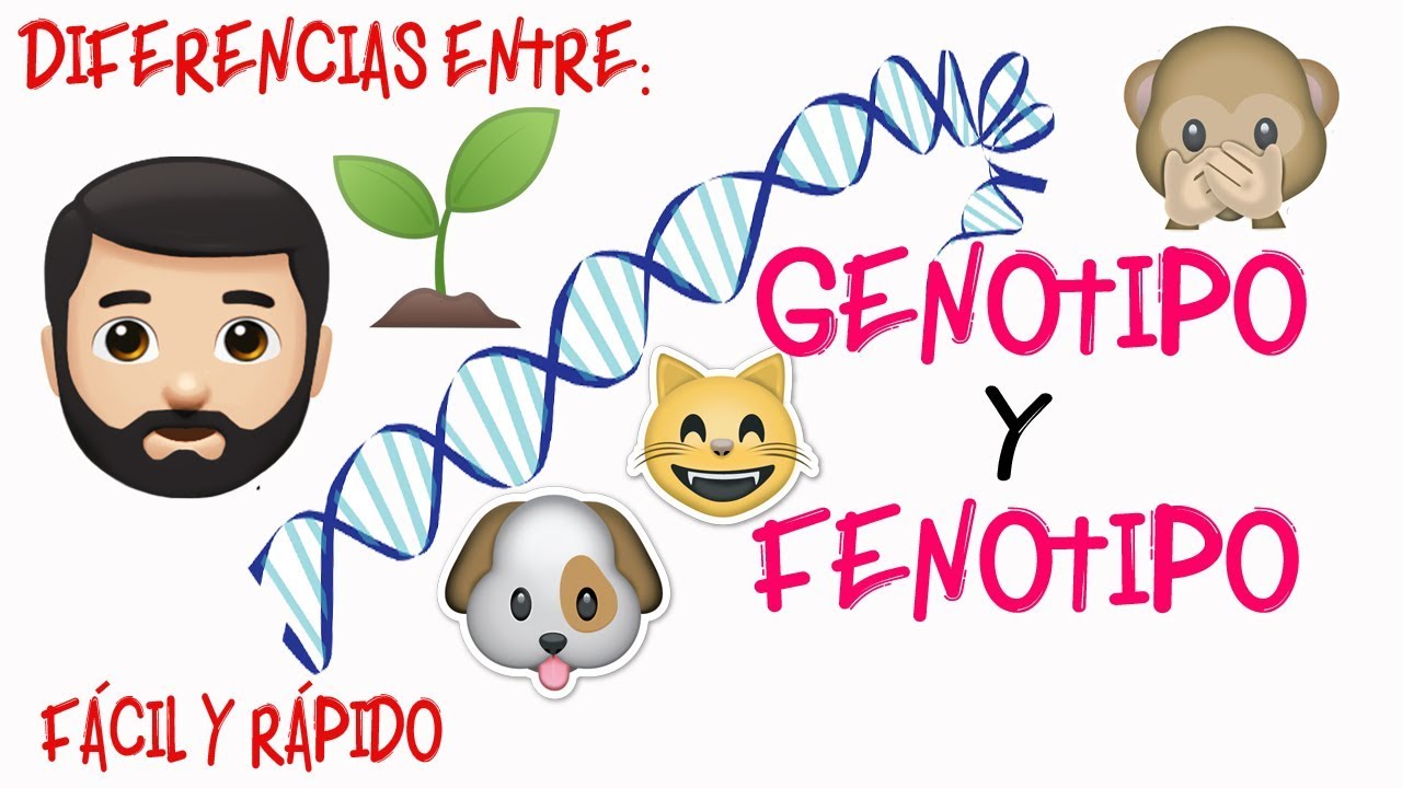 cual es la relacion entre genotipo y fenotipo