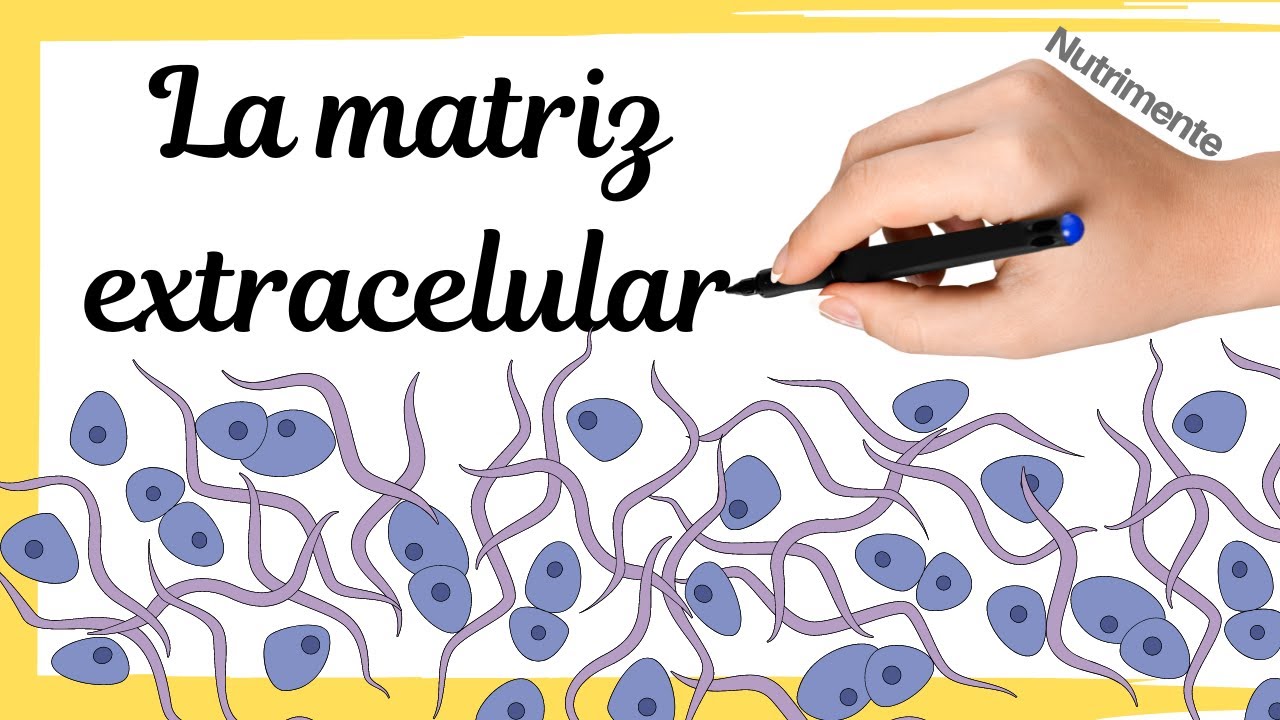 cuales son los componentes de la matriz extracelular