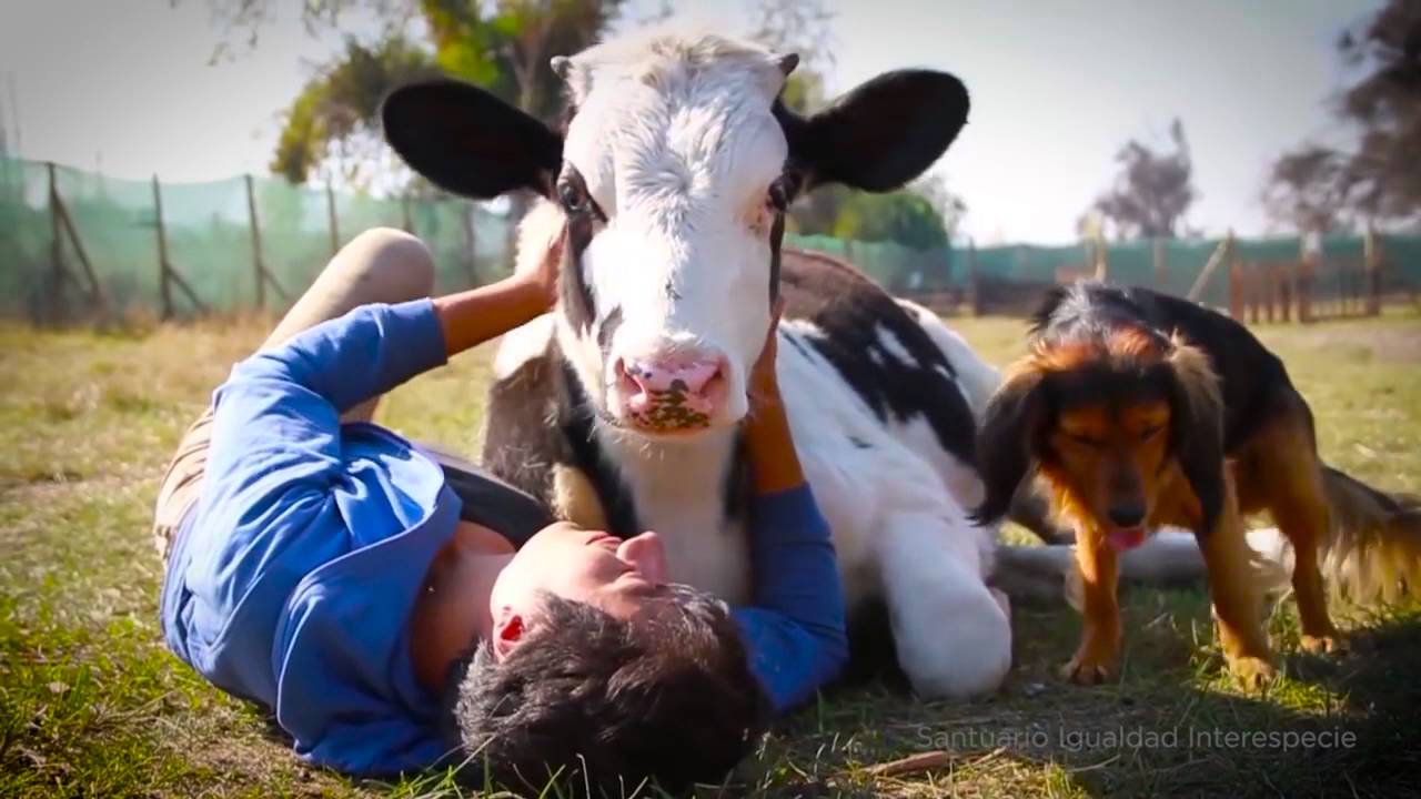 feliz dia del amor y la amistad animales
