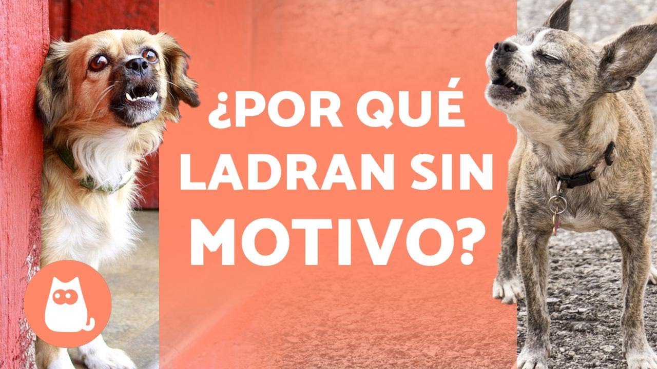 porque mi perro ladra y no hay nadie