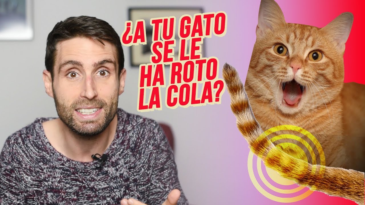 que pasa si le piso la cola a un gato
