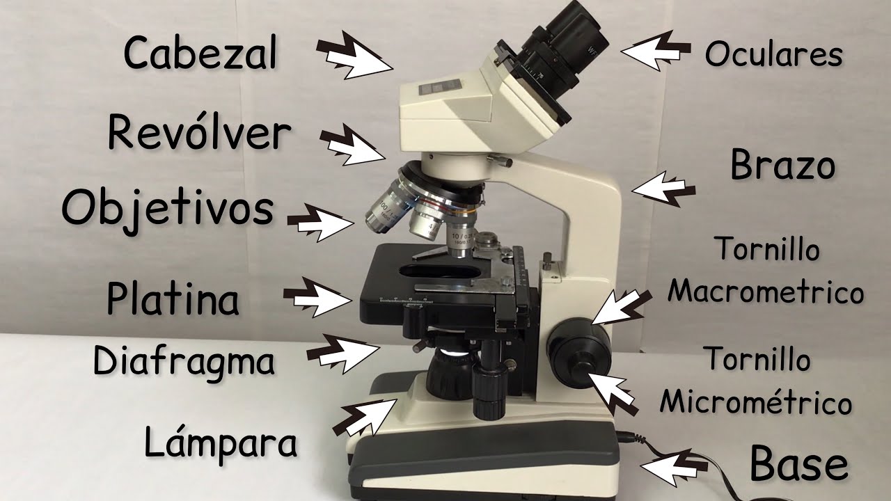 ramas de la biologia donde se utiliza el microscopio